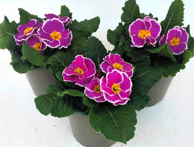 x2 Primula Primrose Sparkly Lavender 13cm/1Ltr