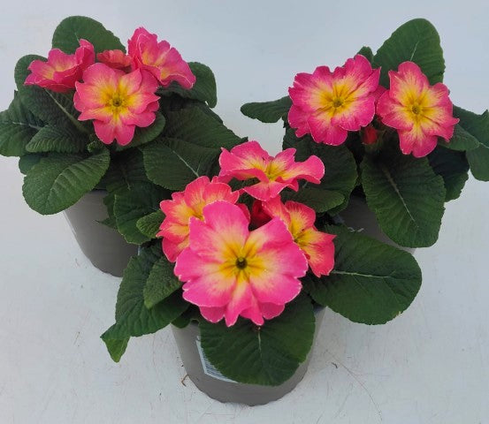 x2 Primula Primrose Starflame Papaya 13cm/1Ltr