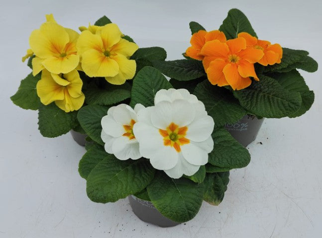 x3 Primula Primrose Alaska Bright & Breezy Mix 10.5cm