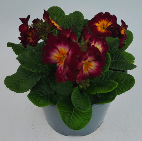 x1 Primula Polyanthus Calypso 19cm/3Litre