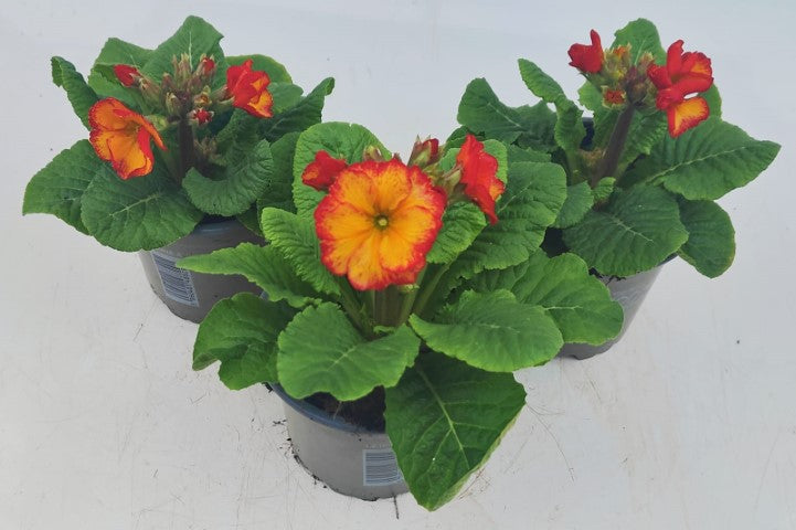 x3 Primula Polyanthus Stella Fire Dragon 10.5cm