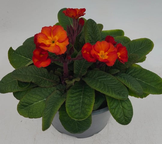 x1 Primula Polyanthus Gold Nugget Apricot 19cm/3Litre