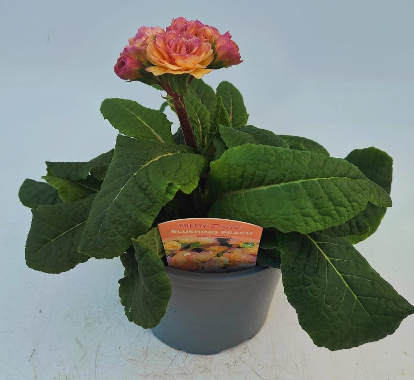 x1 Primula Polyanthus Pretty Polly Blushing Peach - 17cm/2Litre