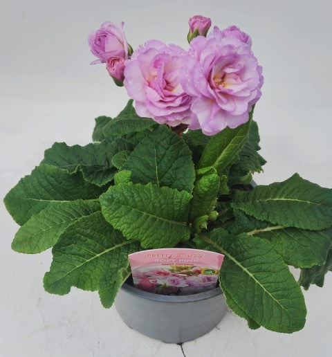 x1 Primula Polyanthus Double Pretty Polly Soft Pink - 17cm/2Litre