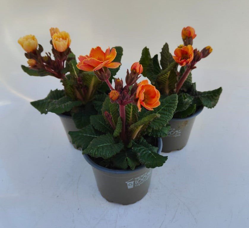 x3 Primula Polyanthus Stella Champagne 10.5cm