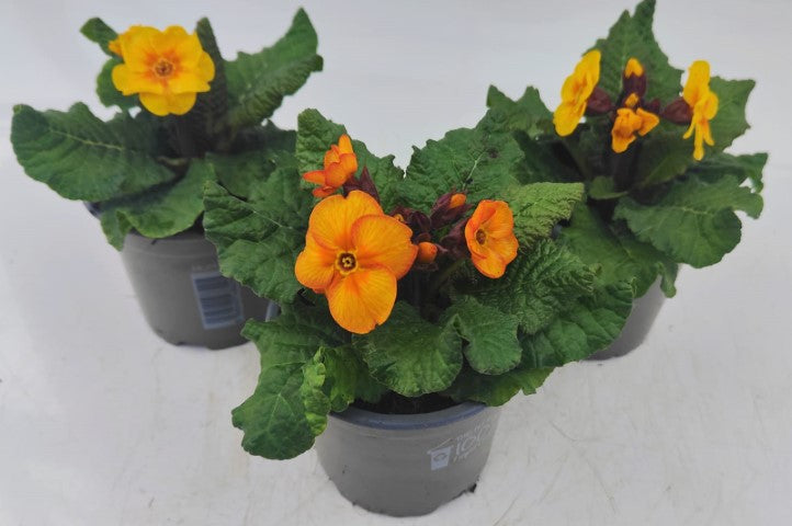 x3 Primula Polyanthus Stella Lunar Gold 10.5cm