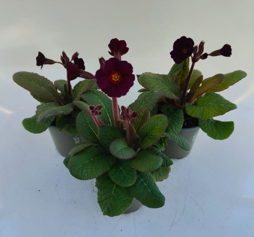 x3 Primula Polyanthus Neon Violet 10.5cm