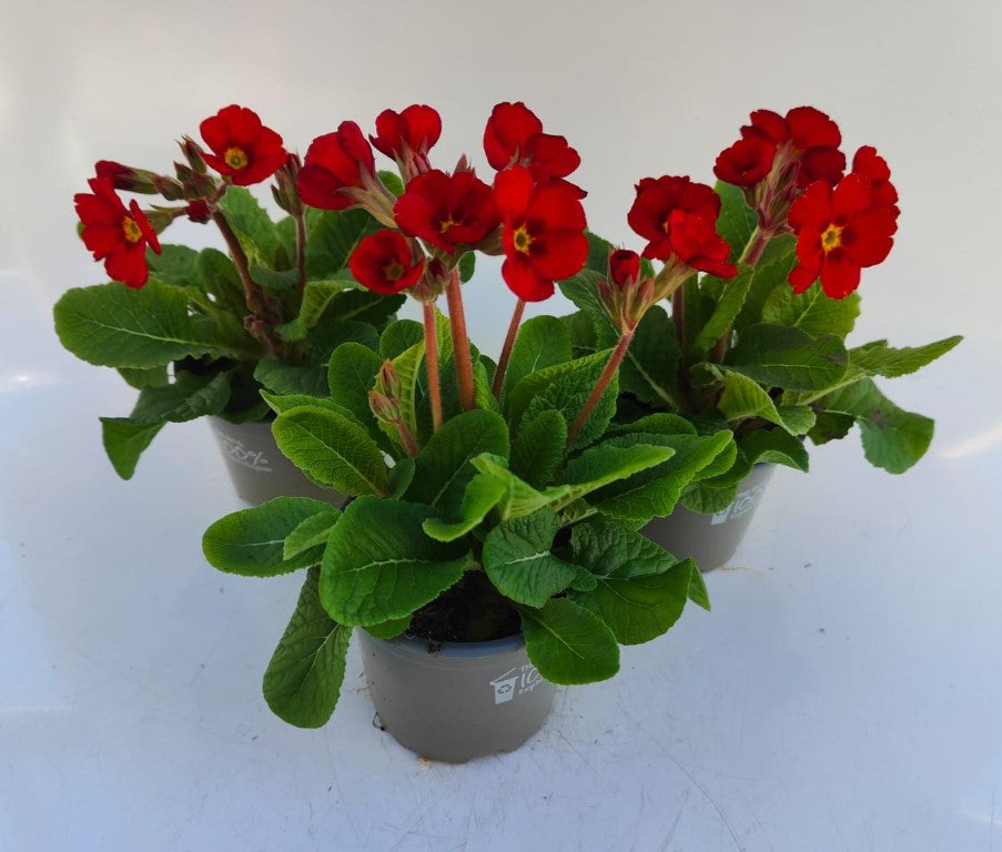x3 Primula Polyanthus Stella Scarlet Pimpernel 10.5cm