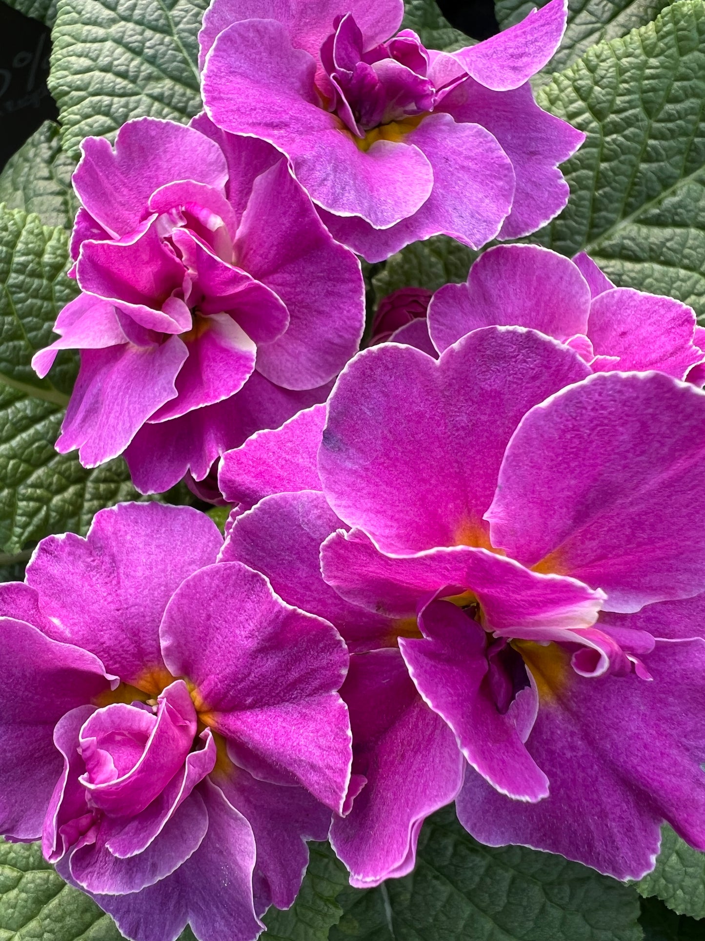 x2 Primula Primrose Rubens Lavender Blue 13cm/1Ltr