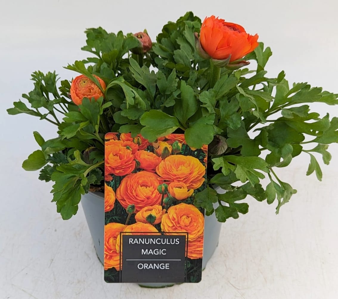 x1 Ranunculus Vortex Orange 19cm/3Ltr