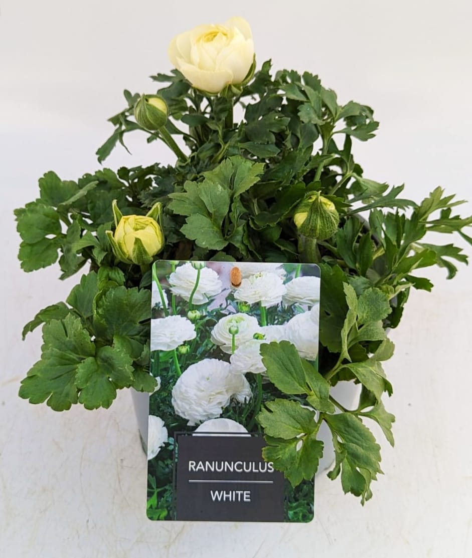 x1 Ranunculus Vortex White 19cm/3Ltr