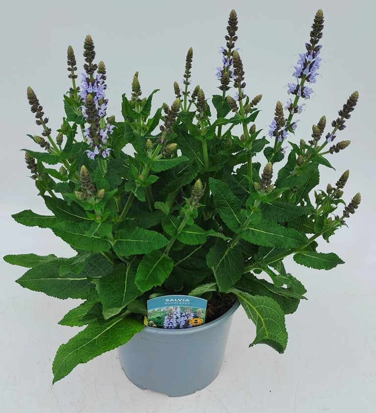 x1 Salvia Bumblesky 19cm/3Ltr