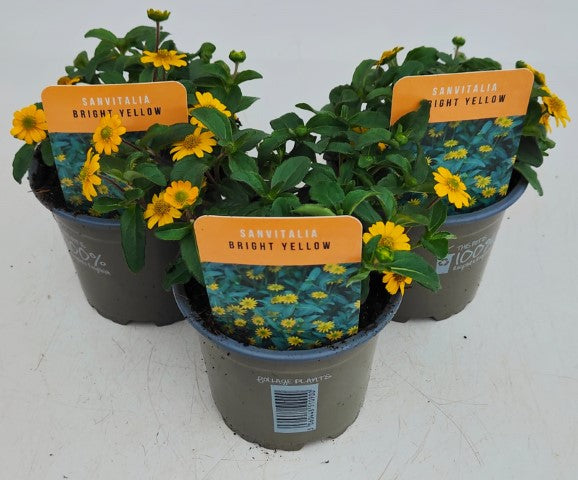 x3 Sanvitalia Bright Yellow 10.5cm/9cm