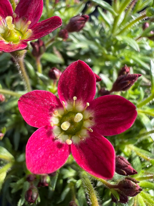 x2 Saxifraga Alpino Red 13cm/1Litre