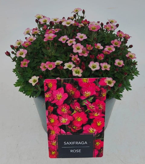 x1 Saxifraga Alpino Rose 19cm/3Litre