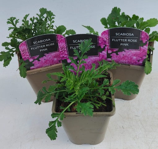 x2 Scabiosa Flutter Rose Pink 13cm/1 Litre