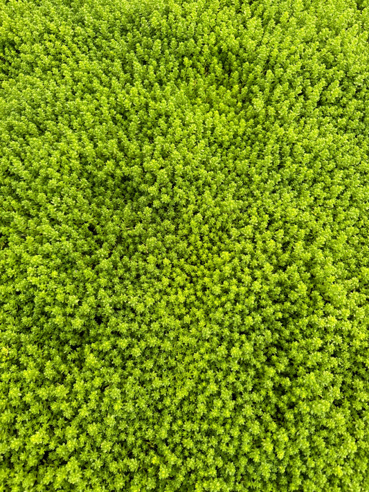 x3 Sedum Acre Aurea Plants in 10.5cm/9cm pots