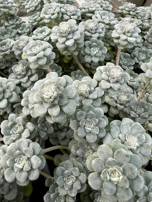 x3 Sedum Cape Blanco Foliage plants 10.5cm/9cm
