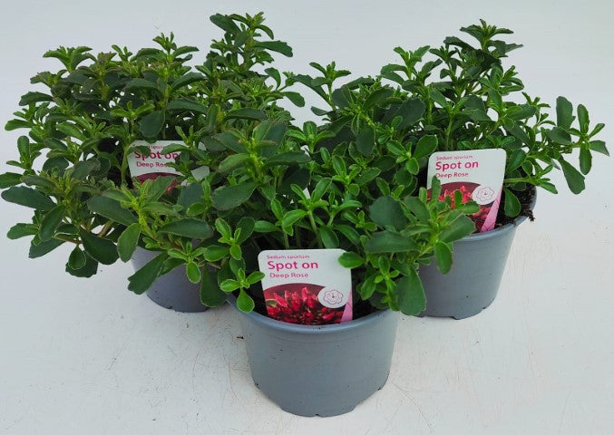 x2 Sedum Spot On Deep Rose 13cm/1 Ltr