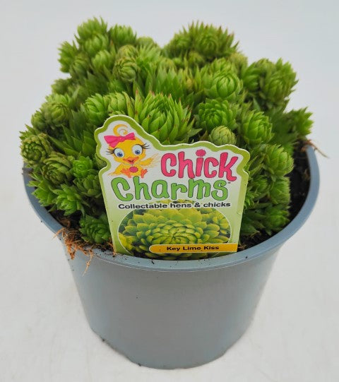 x1 Sempervivum | Succulent Chick Charms Key Lime Kiss 2 Litre