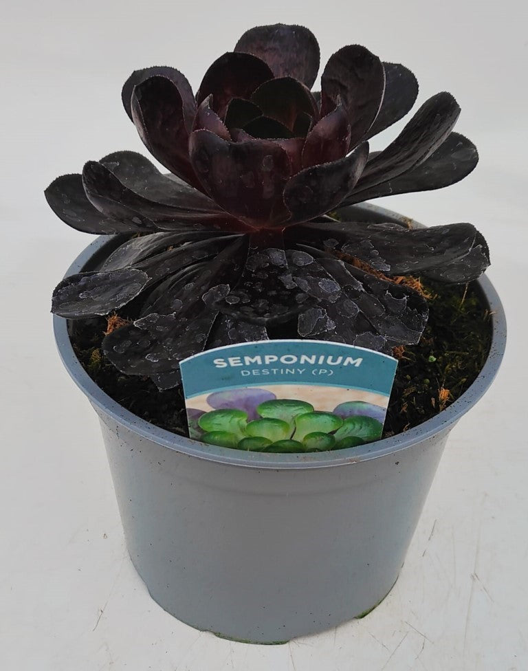 x1 Semponium | Succulent Destiny 2Litre