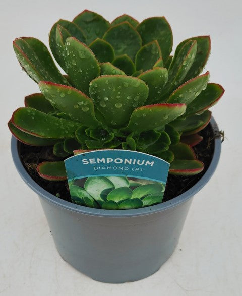 x1 Semponium | Succulent Diamond 2Litre