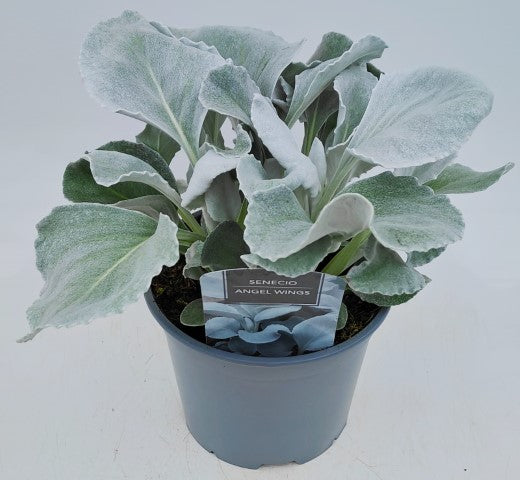x1 Senecio Angel Wings 19cm/3Litre