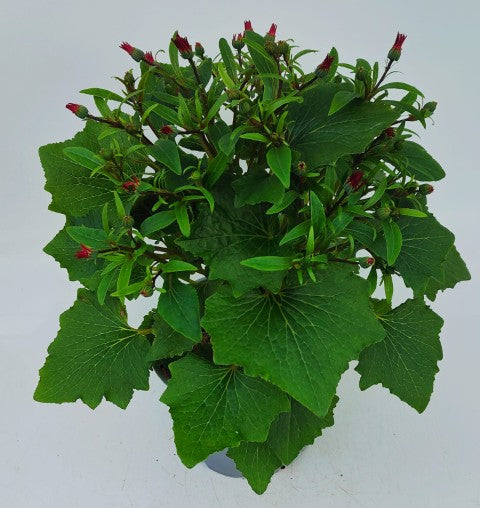 x1 Senetti Red 17cm/2Litre