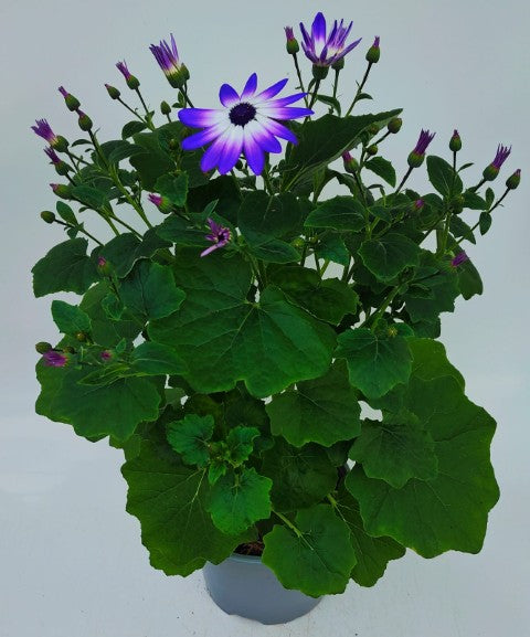 x1 Senetti Violet Bicolour 17cm/2Litre
