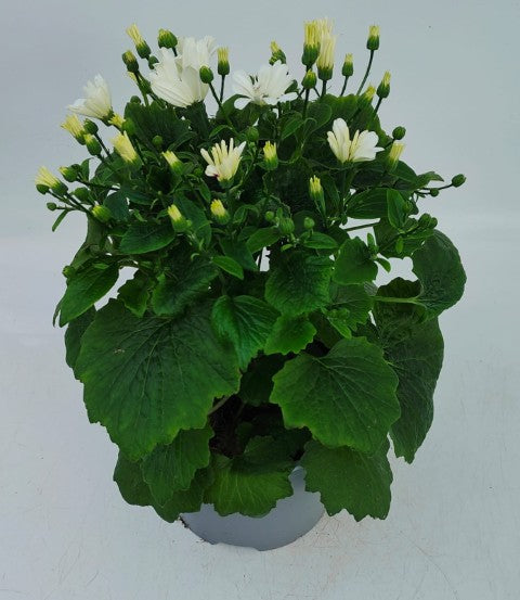 x1 Senetti White 17cm/2Litre