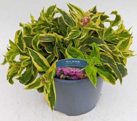 x1 Silene Valley High 19cm/3Ltr
