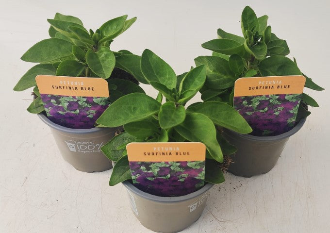x3 Petunia Surfinia Blue 10.5cm/9cm