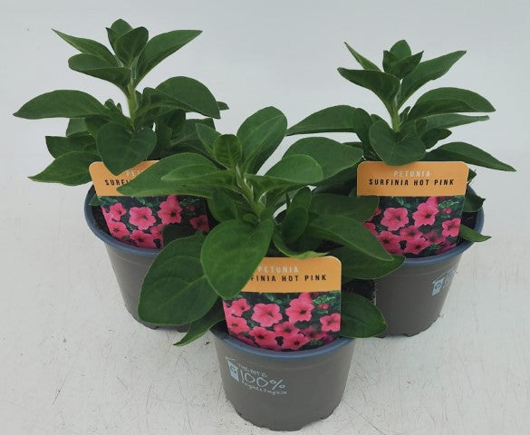 x3 Petunia Surfinia Hot Pink 10.5cm/9cm