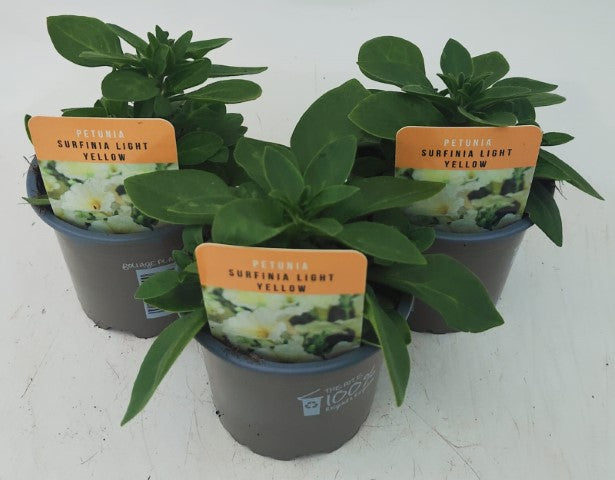x3 Petunia Surfinia Light Yellow 10.5cm/9cm