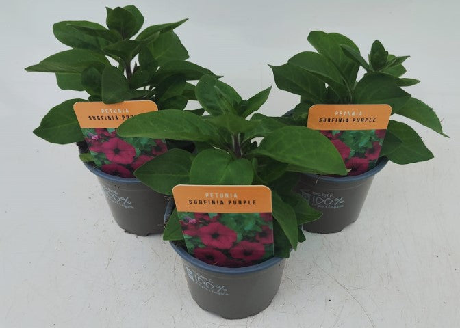x3 Petunia Surfinia Purple 10.5cm/9cm