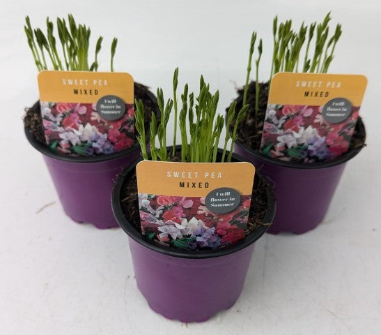 x3 Sweet Pea Mix 10.5cm/9cm