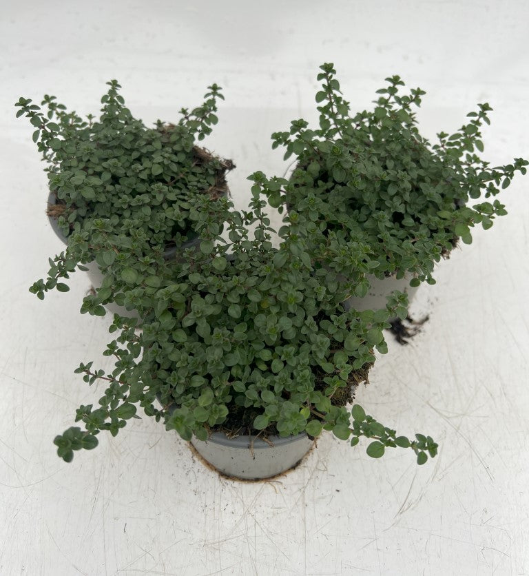 x3 Thyme Doone Valley 10.5cm/9cm