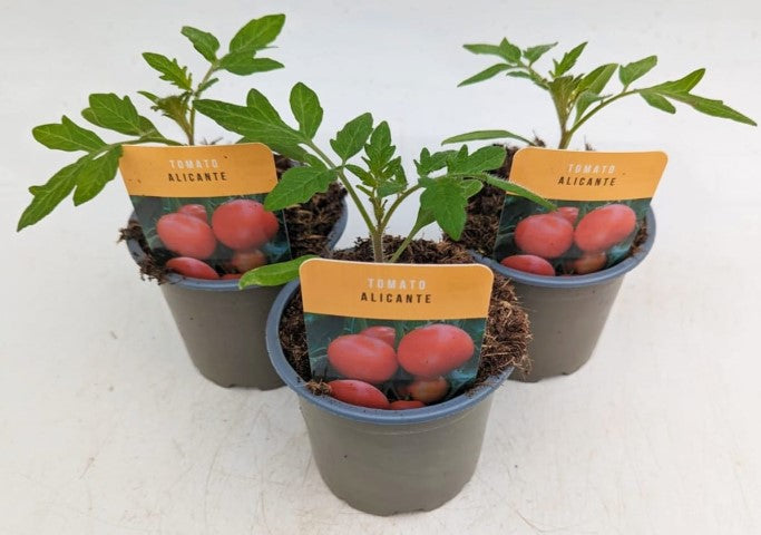 x3 Tomato Alicante 10.5cm pots (Glasshouse Ready)