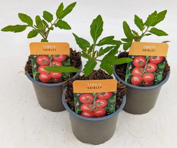 x3 Tomato Shirley 10.5cm (Glasshouse Ready)