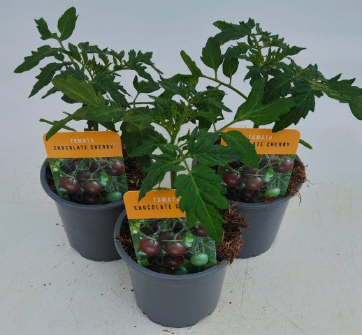 x3 Tomato Chocolate Cherry 10.5cm (Glasshouse Ready)