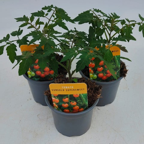 x3 Tomato Sungold 10.5cm (Glasshouse Ready)