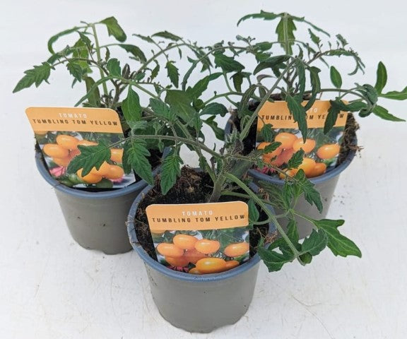 x3 Tomato Tumbling Tom Yellow 10.5cm (Glasshouse Ready)