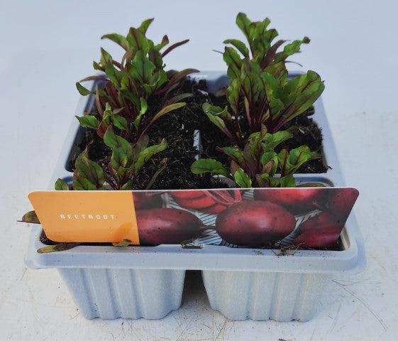 x10 Beetroot Boltardy - Vegetable Transplants