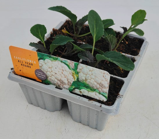 x10 Cauliflower All Year - Vegetable Transplants