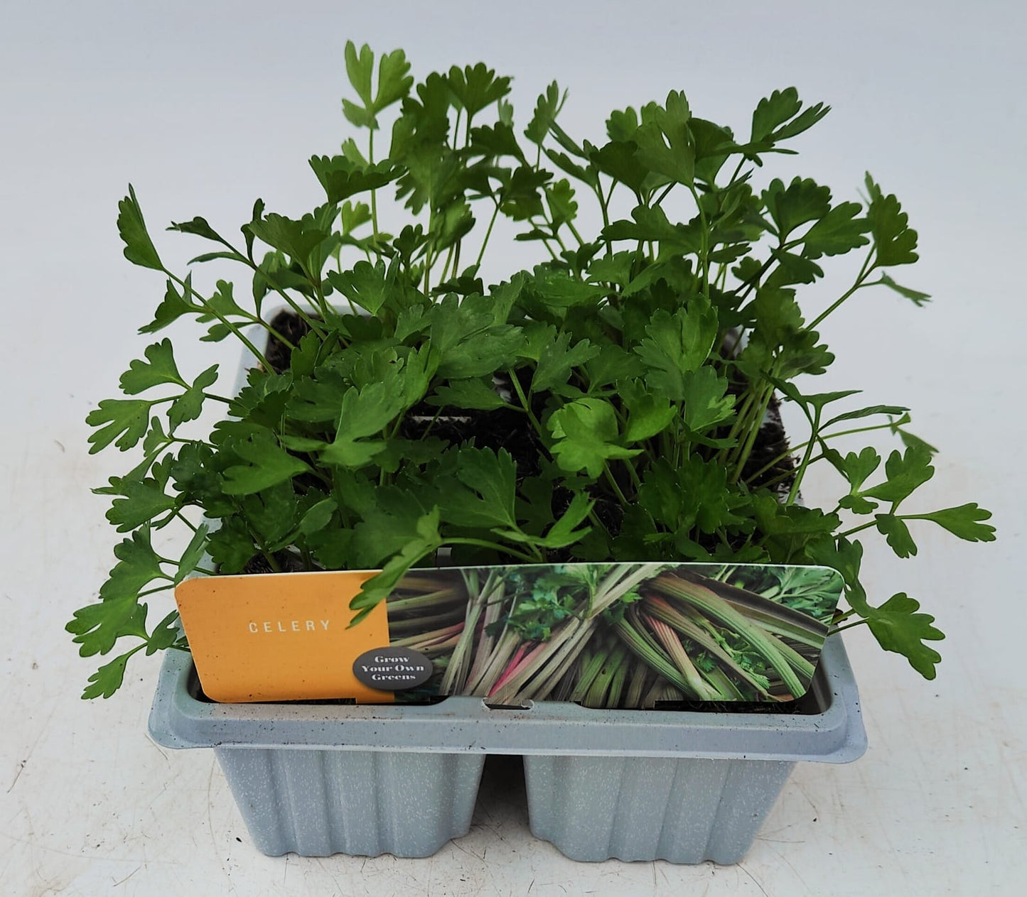 x10 Celery Giant Red (Soup Celery) - Vegetable Transplants
