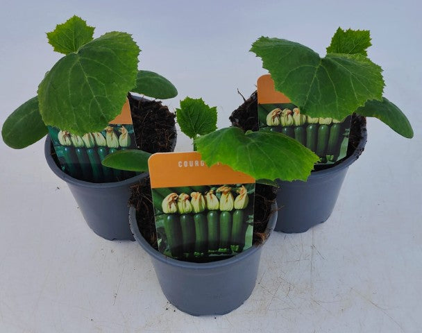 x3 Courgette Midnight Vegetable Plant 10.5cm (GLASSHOUSE READY)