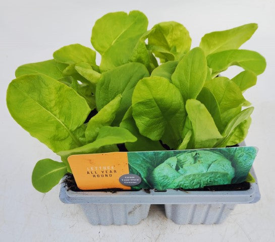 x10 Lettuce All Year Round - Vegetable Transplants