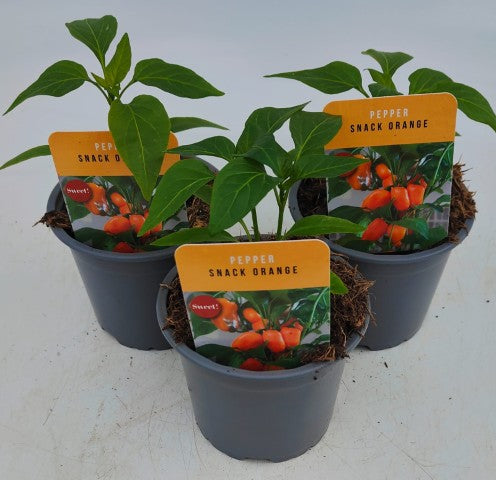 x3 Pepper Sweet Snack Orange Vegetable Plant 10.5cm (GLASSHOSE READY)