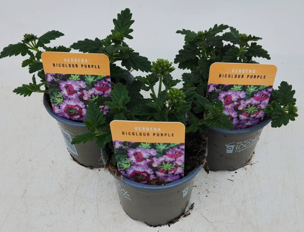 x3 Verbena Venturi Bicolour Purple 10.5cm/9cm