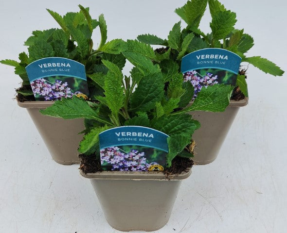 x2 Verbena Bonnie Blue 13cm/1 Ltr